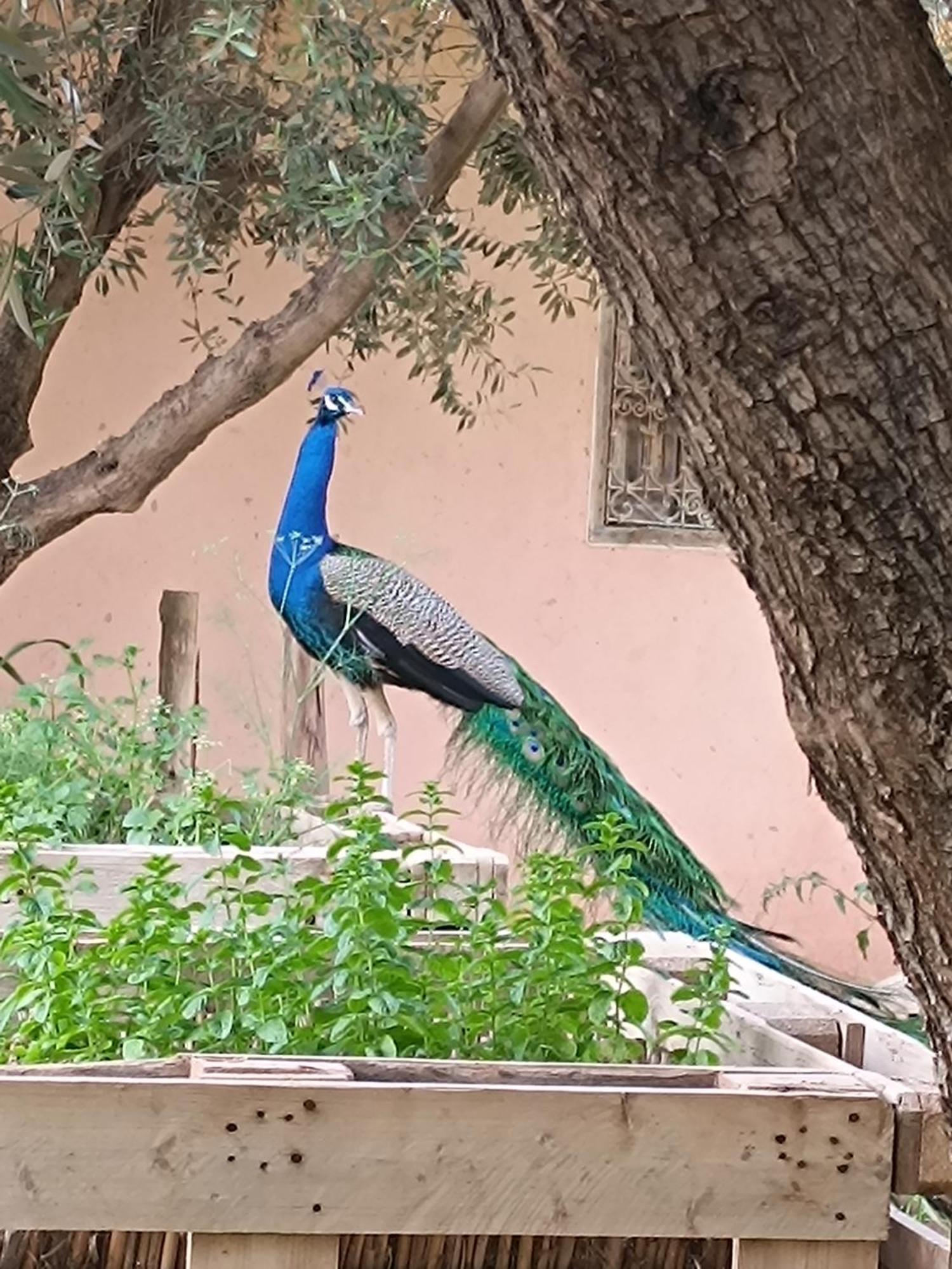 Jardin Sakina - Chambre D'Hotes Oulad Moumene Екстер'єр фото