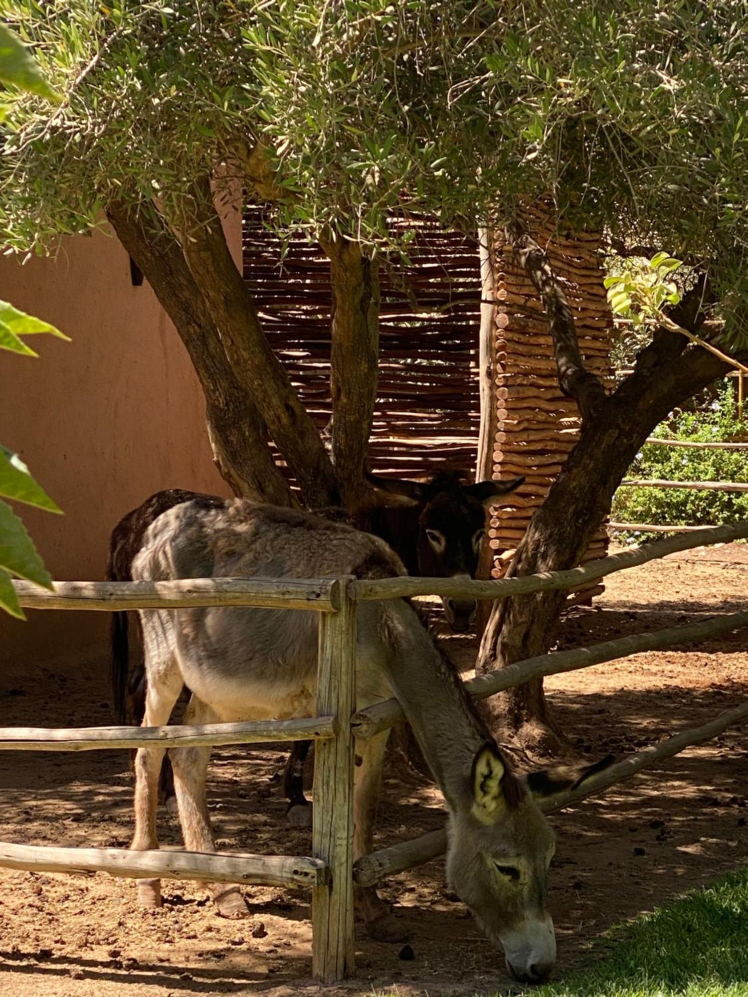 Jardin Sakina - Chambre D'Hotes Oulad Moumene Екстер'єр фото